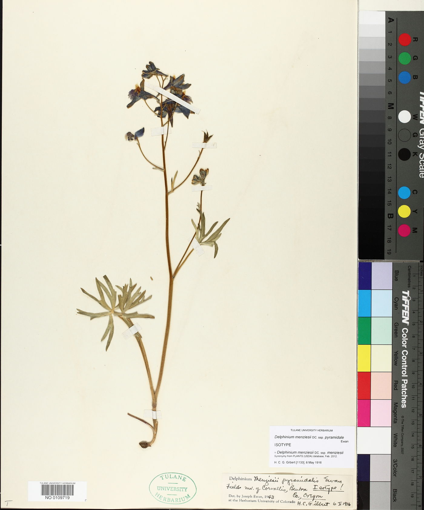 Delphinium menziesii subsp. pyramidale image