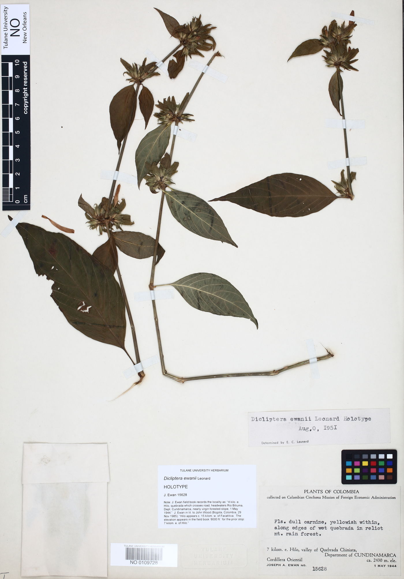 Dicliptera scandens image