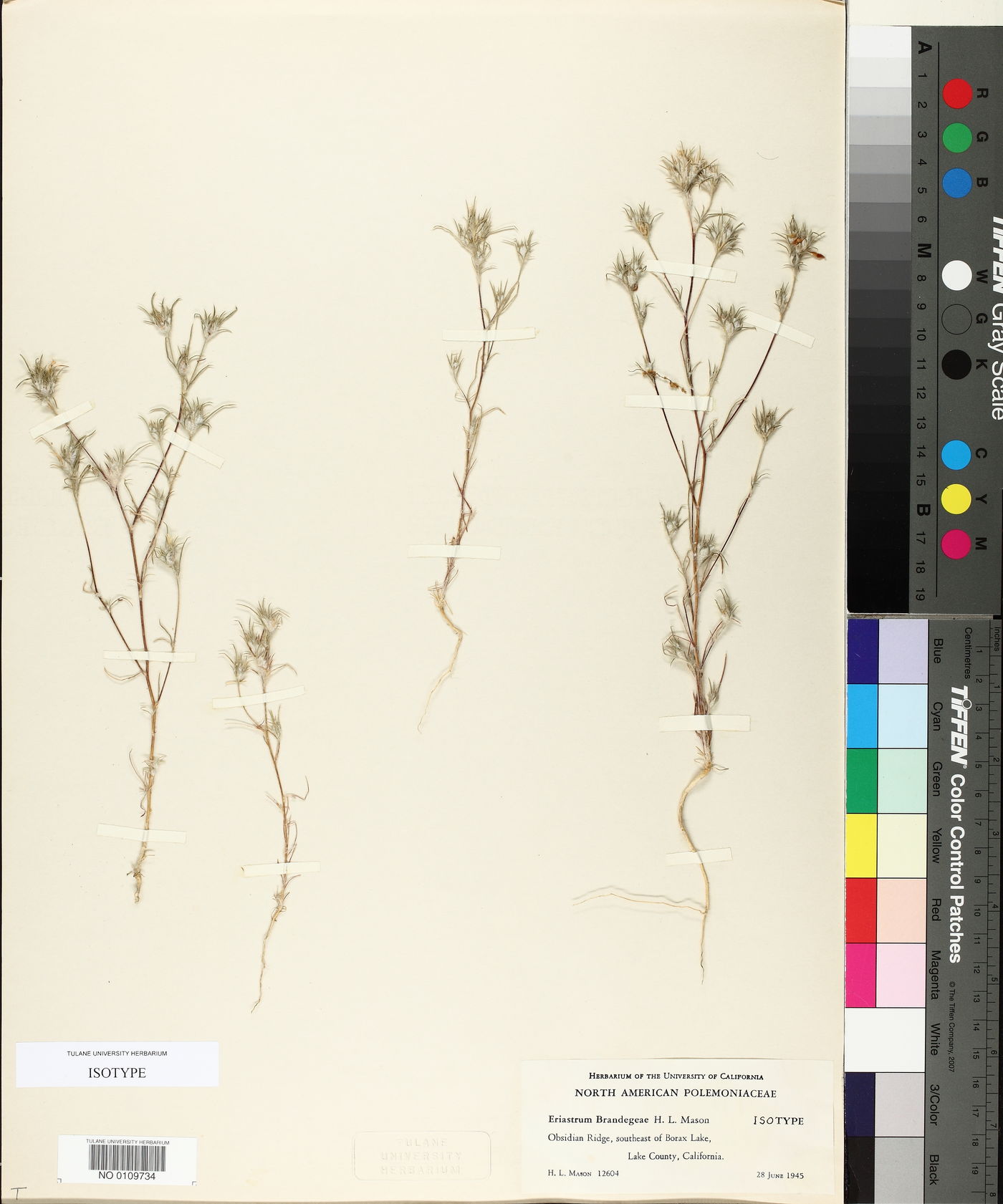 Eriastrum brandegeeae image