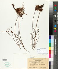 Eriogonum latifolium var. parvulum image
