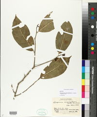Gloeospermum boreale image