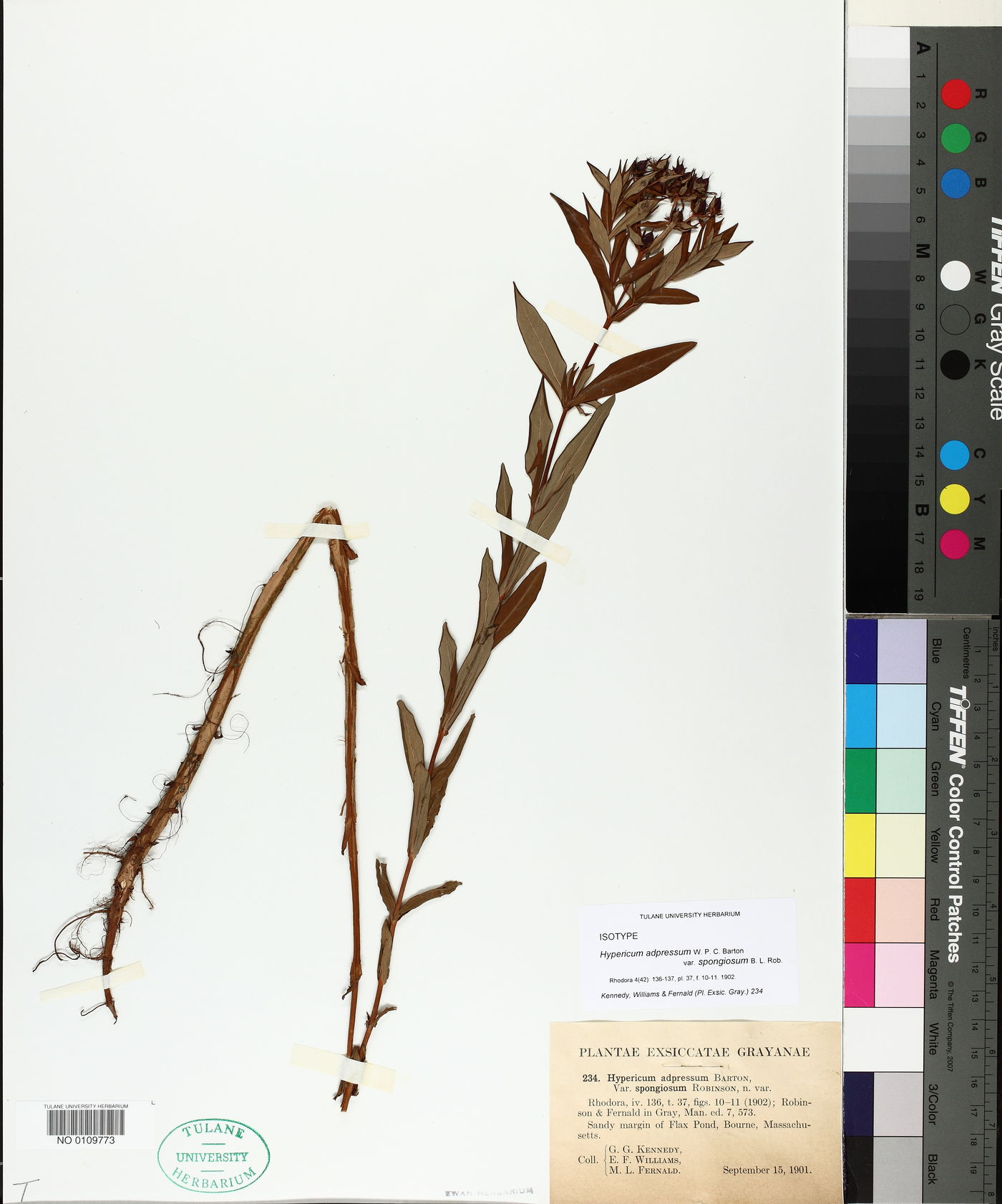 Hypericum adpressum var. spongiosum image