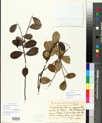 Ilex nitida image
