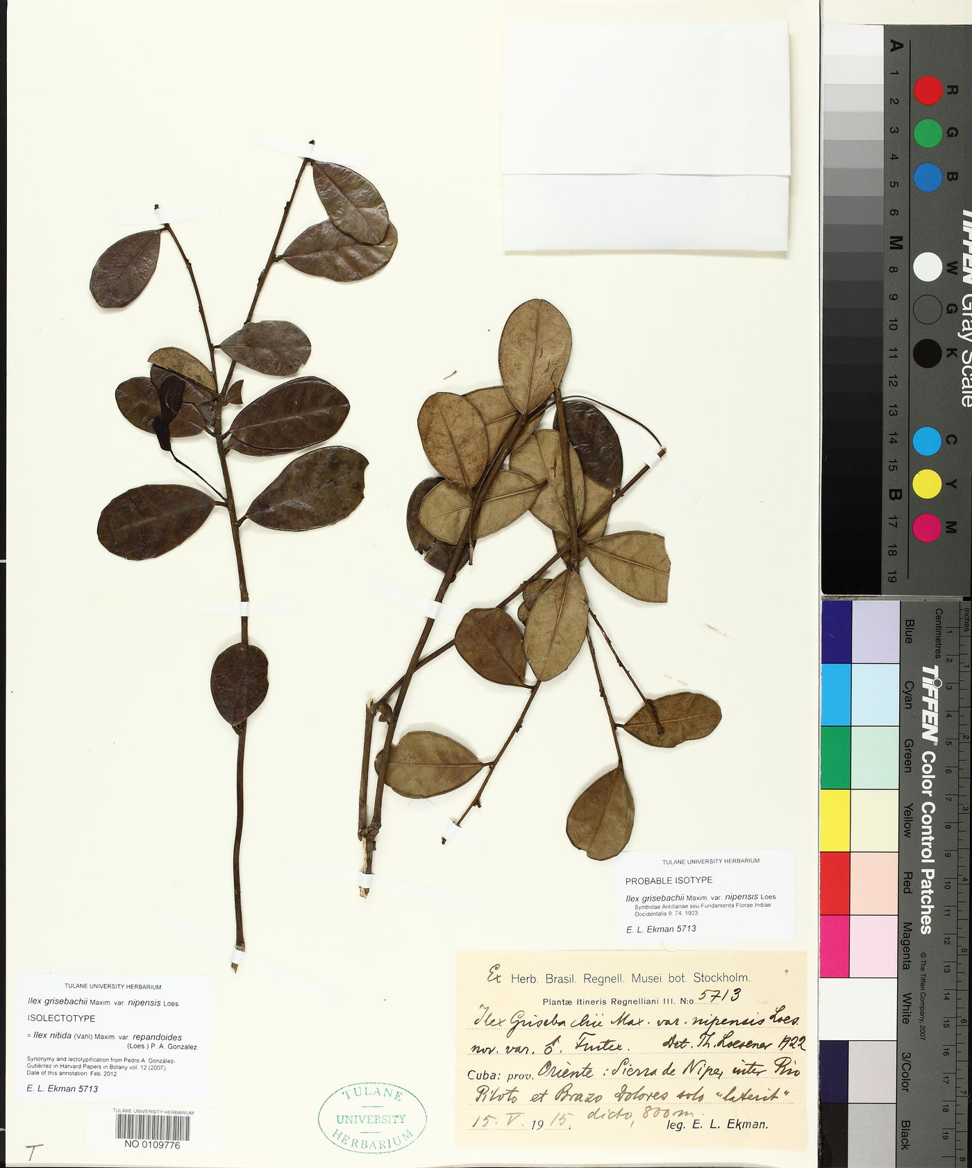 Ilex nitida var. repandoides image