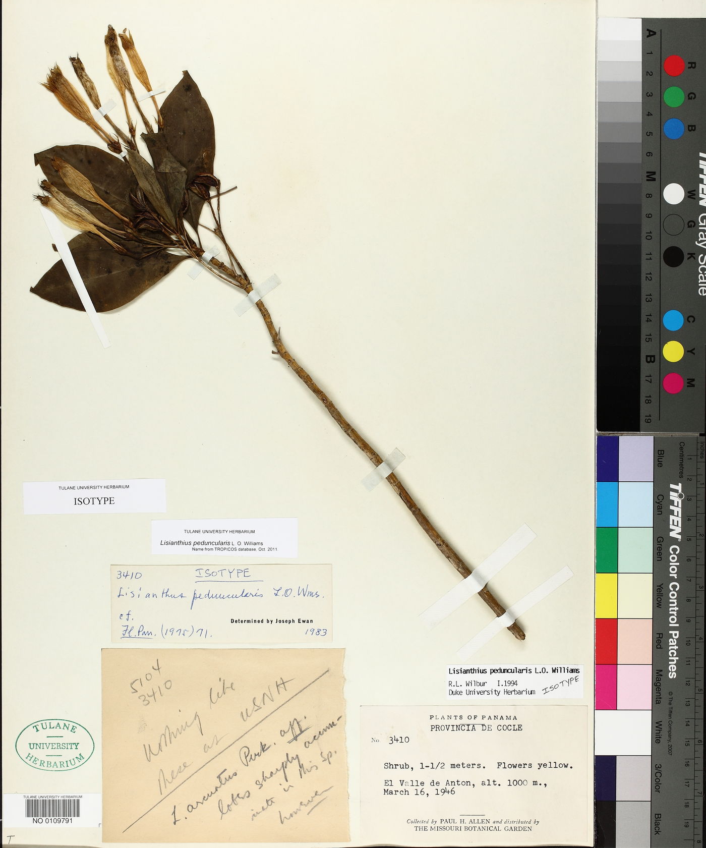 Lisianthius peduncularis image