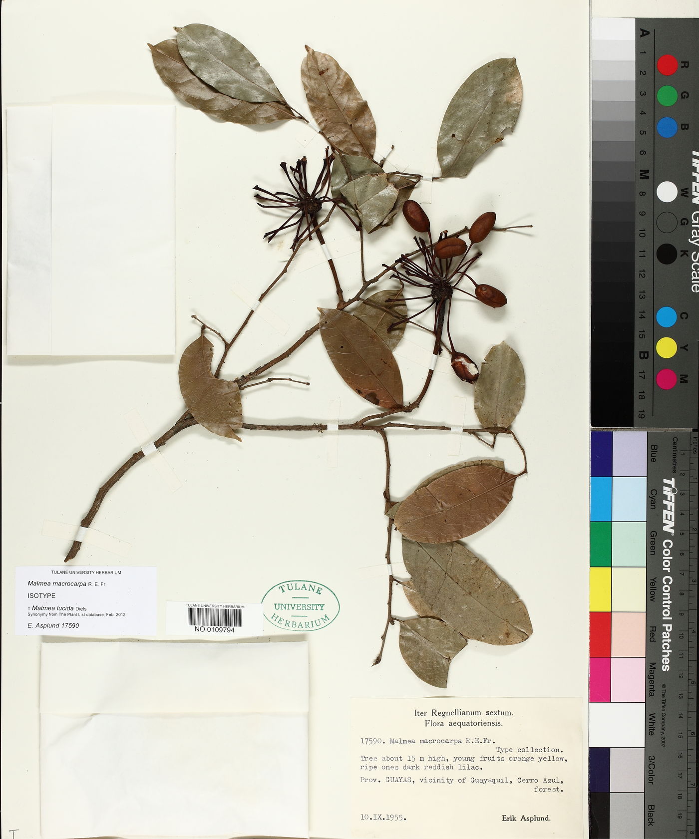 Klarobelia lucida image