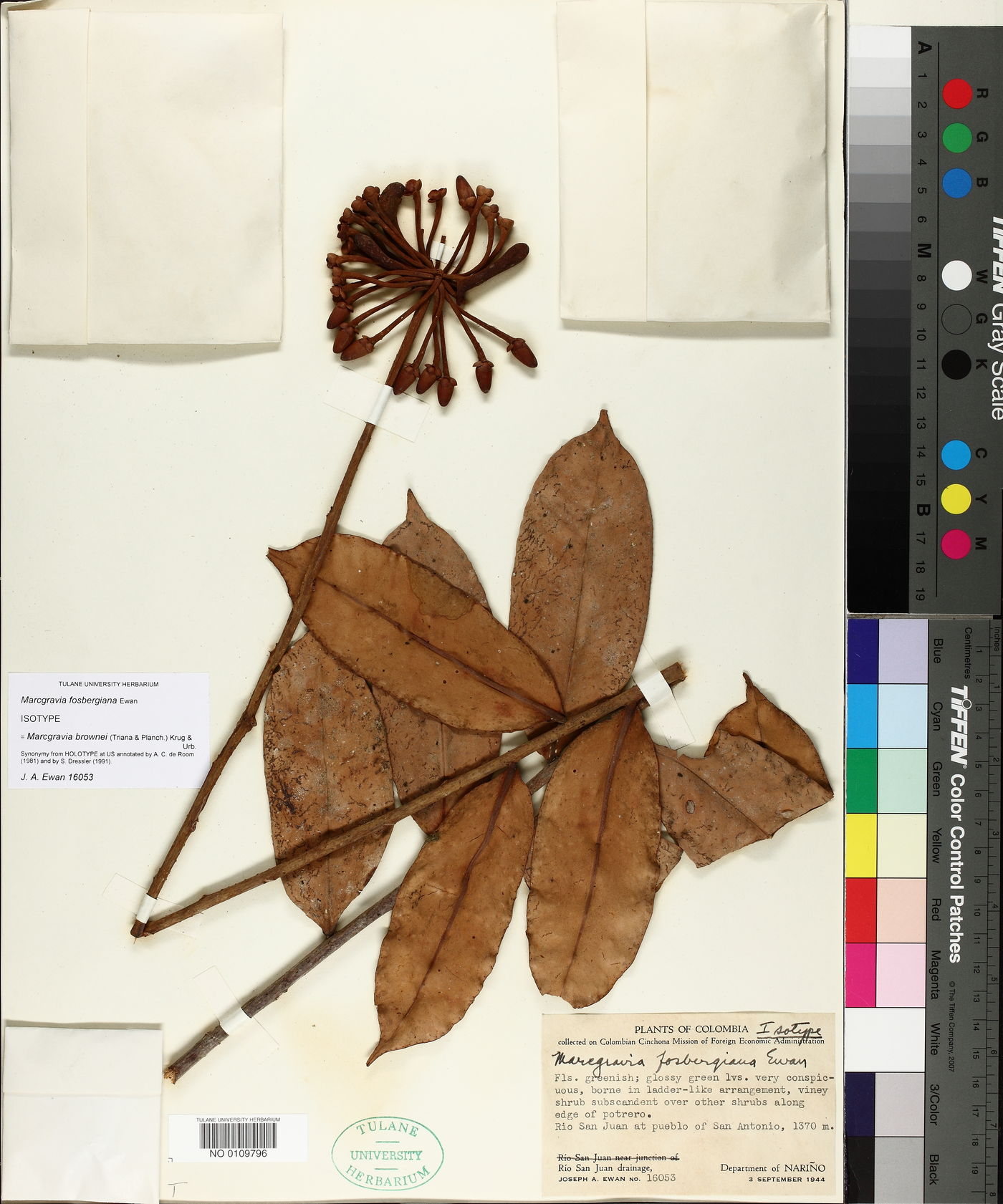 Marcgravia fosbergiana image