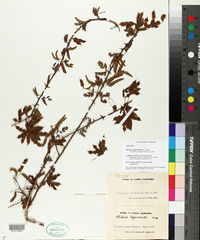 Mimosa tricephala var. lagunensis image