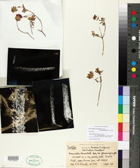 Monardella lanceolata image