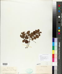 Trichilia trachyantha image