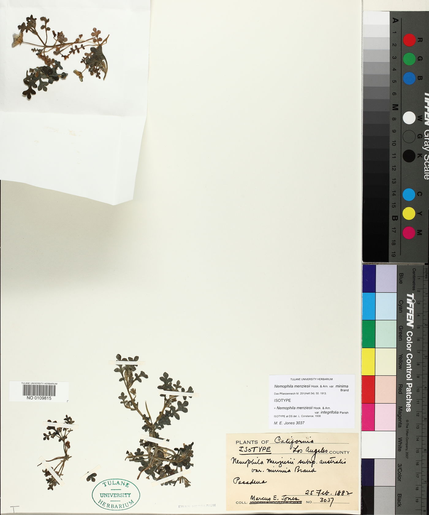 Nemophila menziesii var. minima image