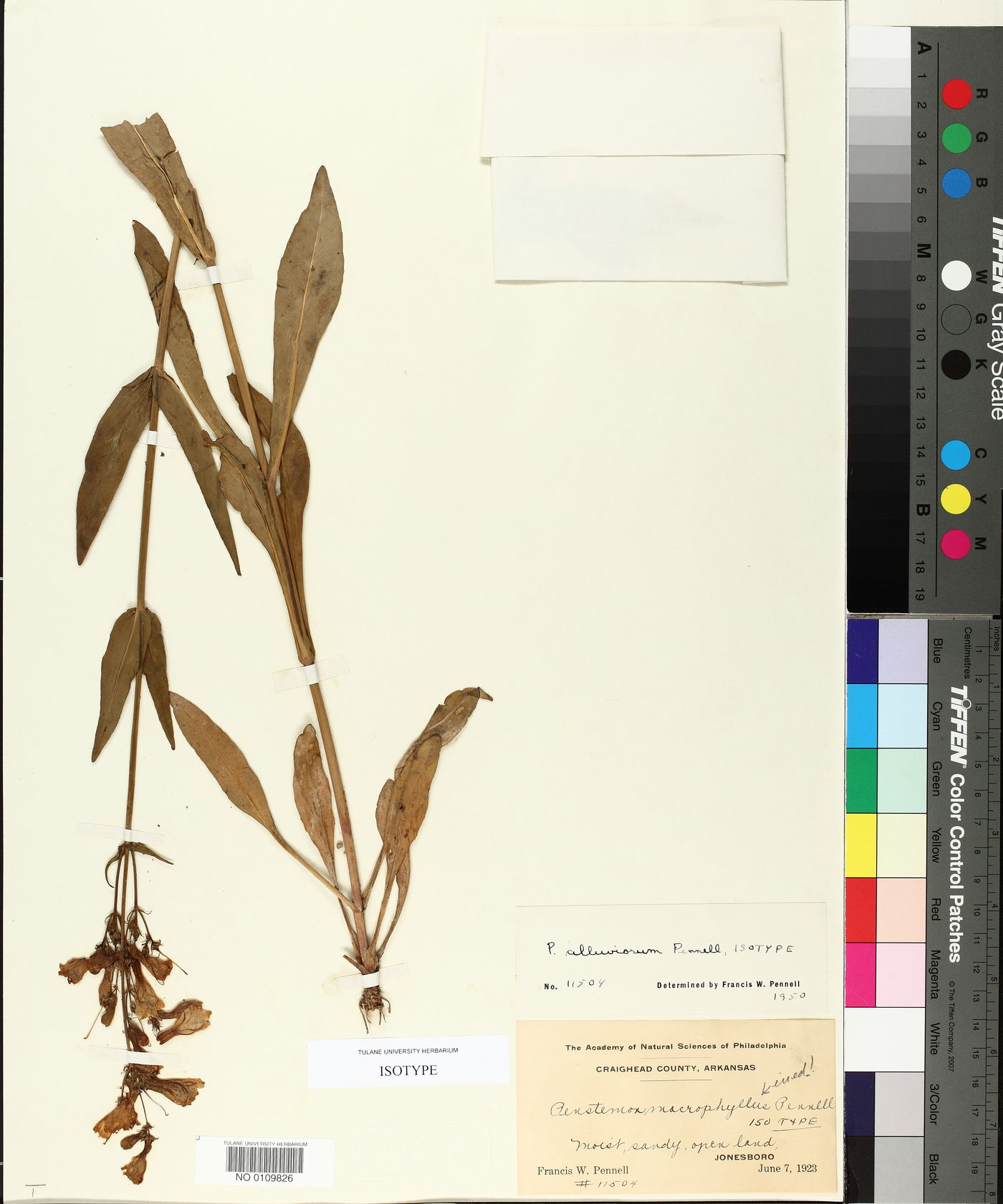 Penstemon alluviorum image