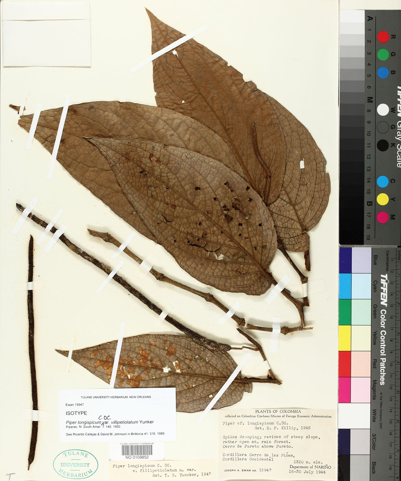 Piper longispicum var. villipetiolatum image