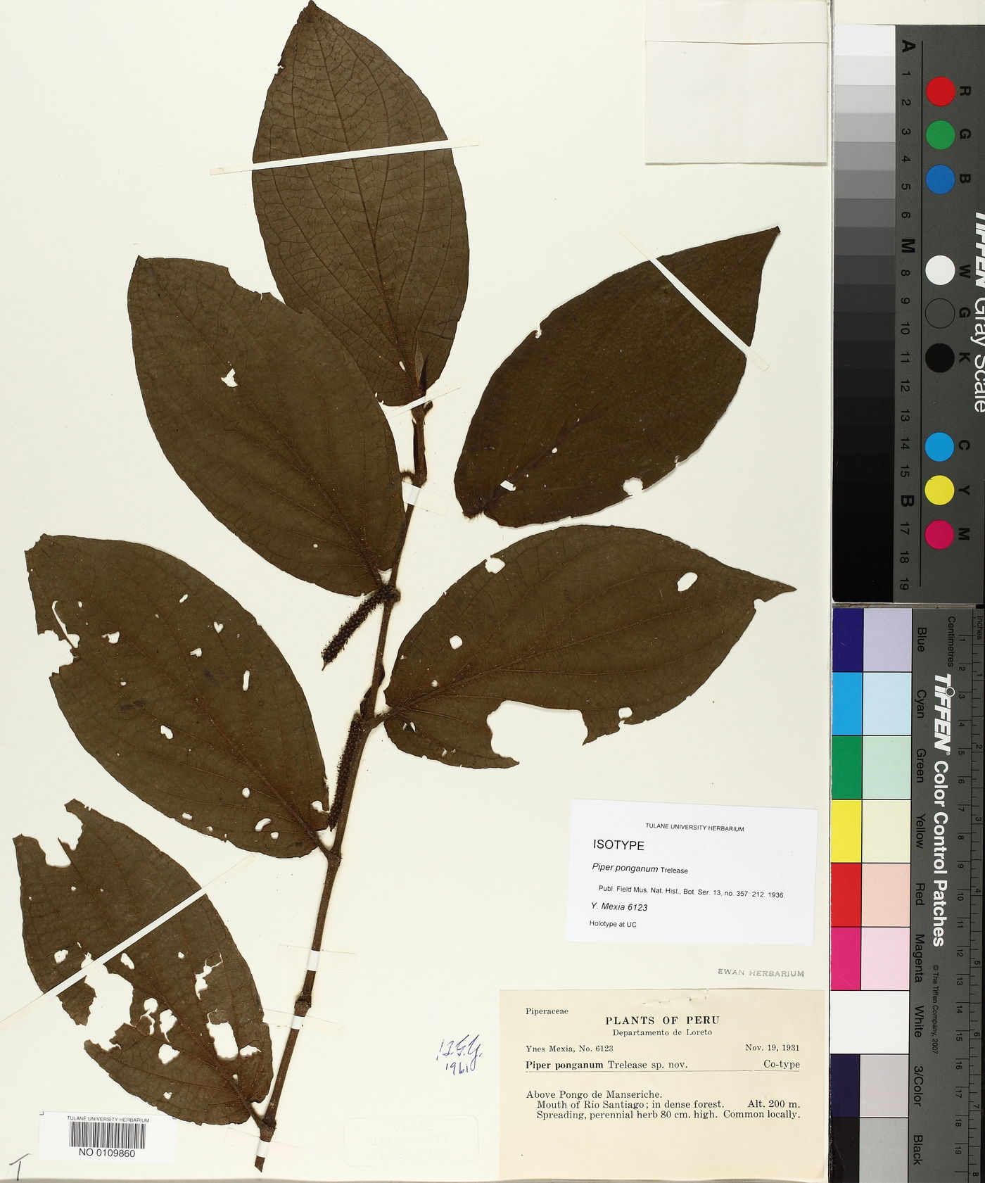 Piper ponganum image