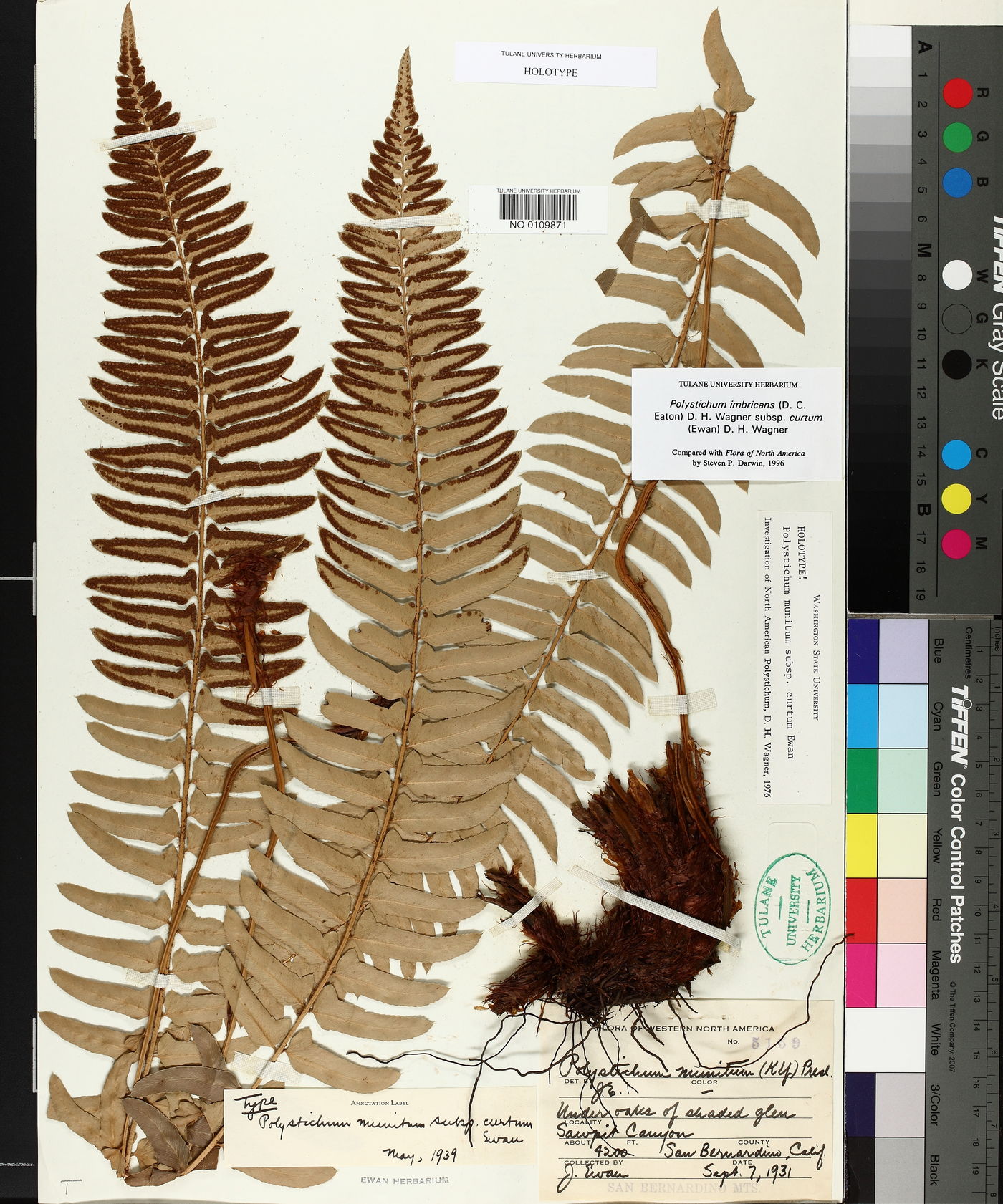 Polystichum munitum subsp. curtum image