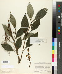 Image of Pseuderanthemum ellipticum