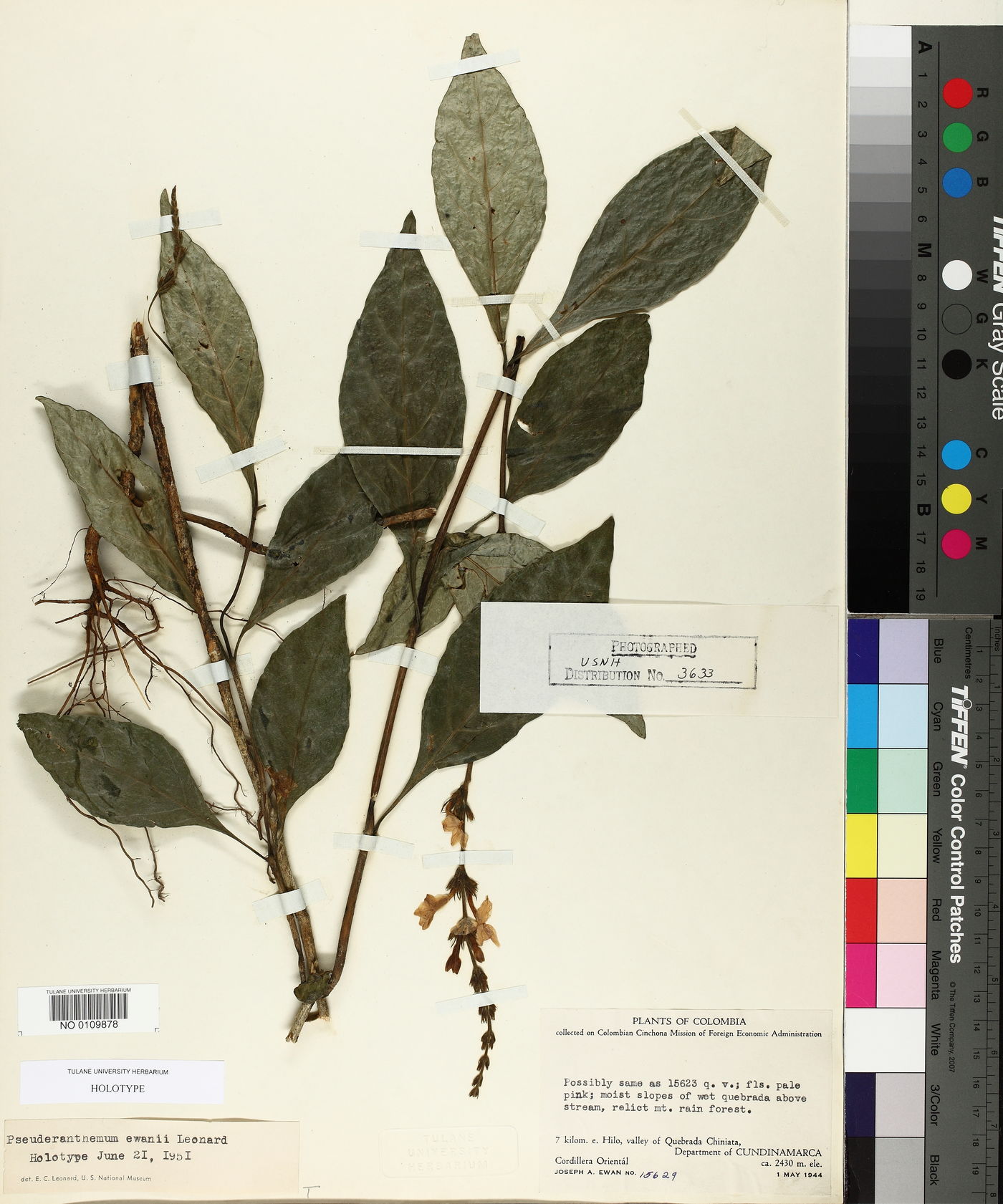 Pseuderanthemum ellipticum image