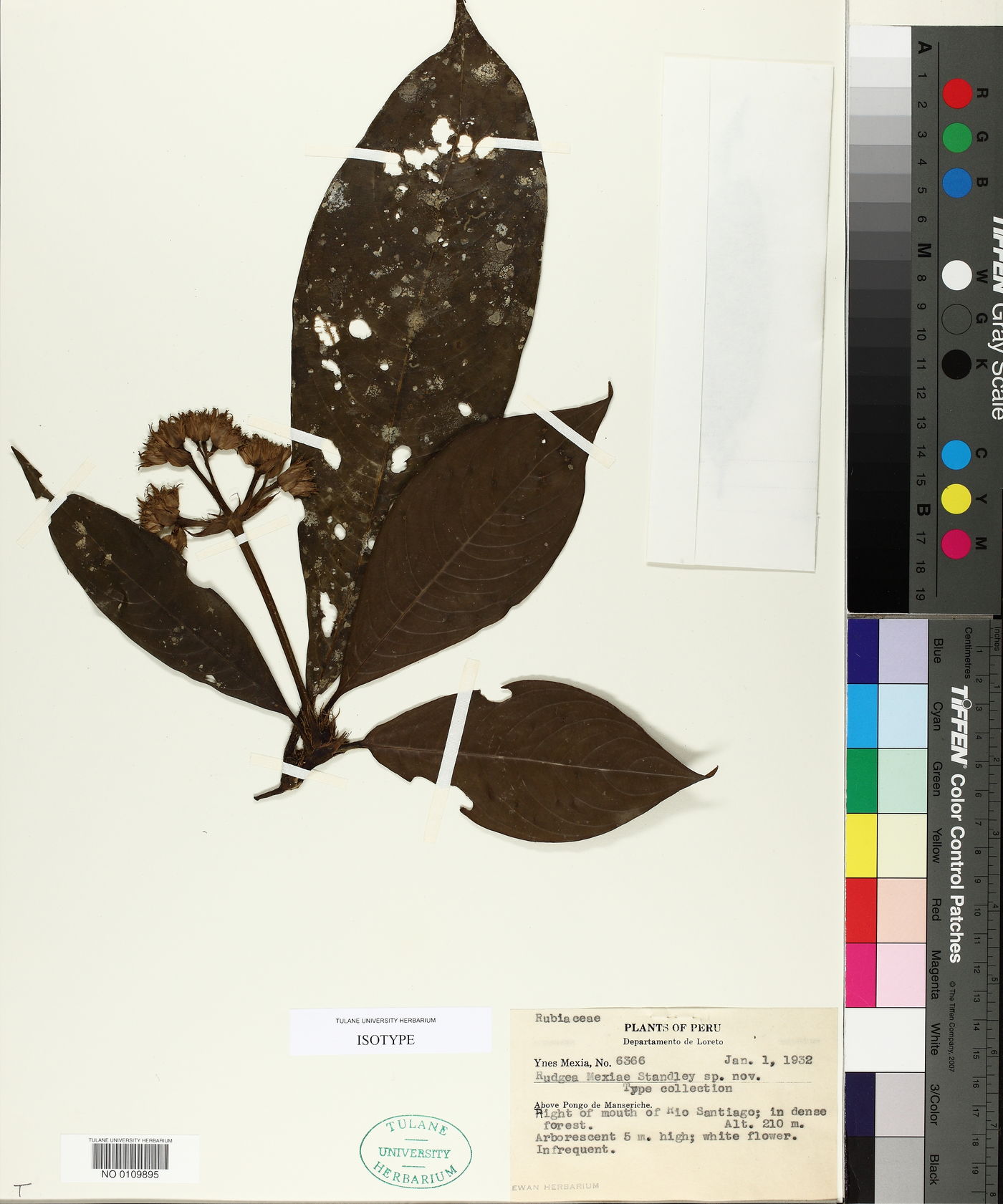 Rudgea mexiae image