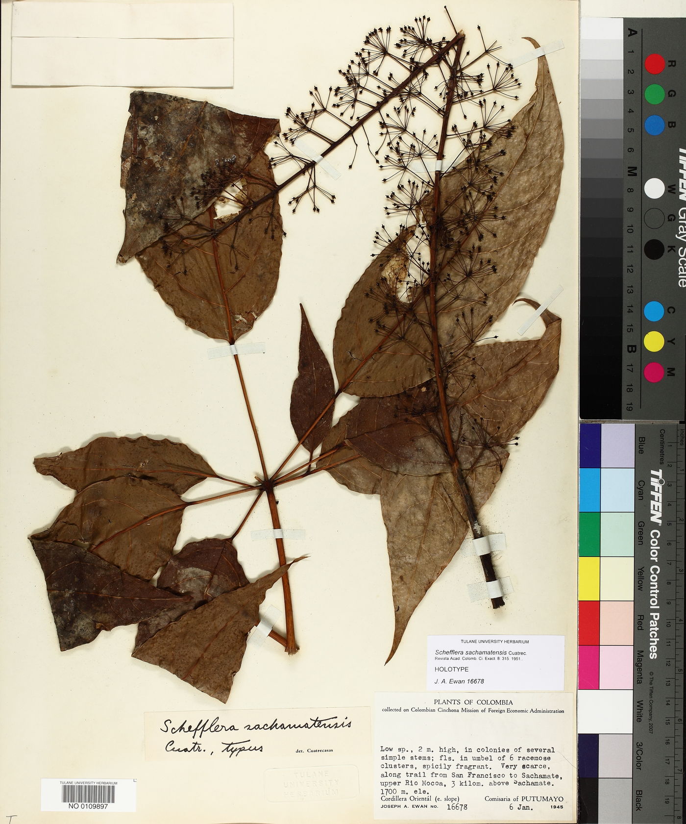 Schefflera sachamatensis image