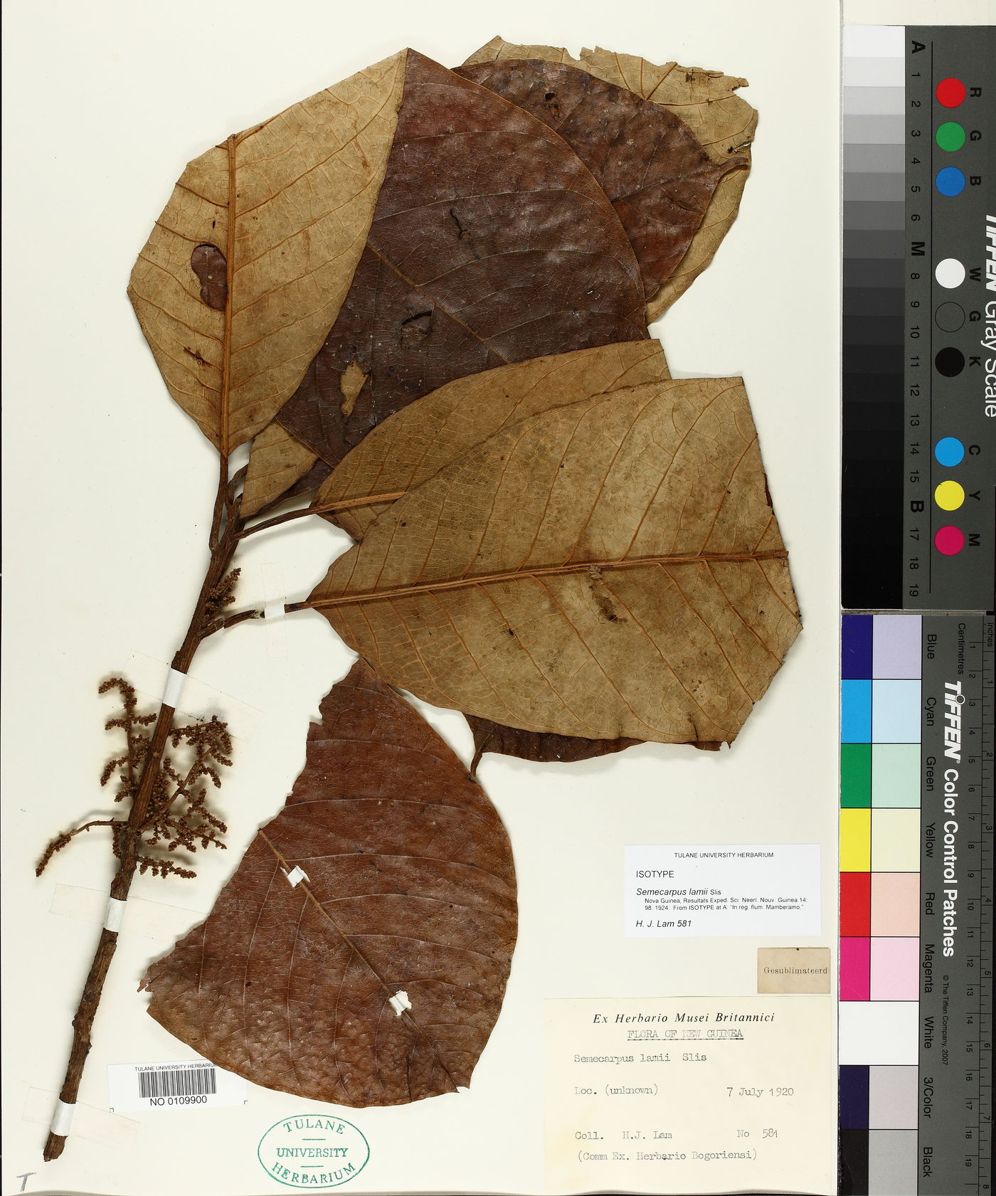 Semecarpus lamii image