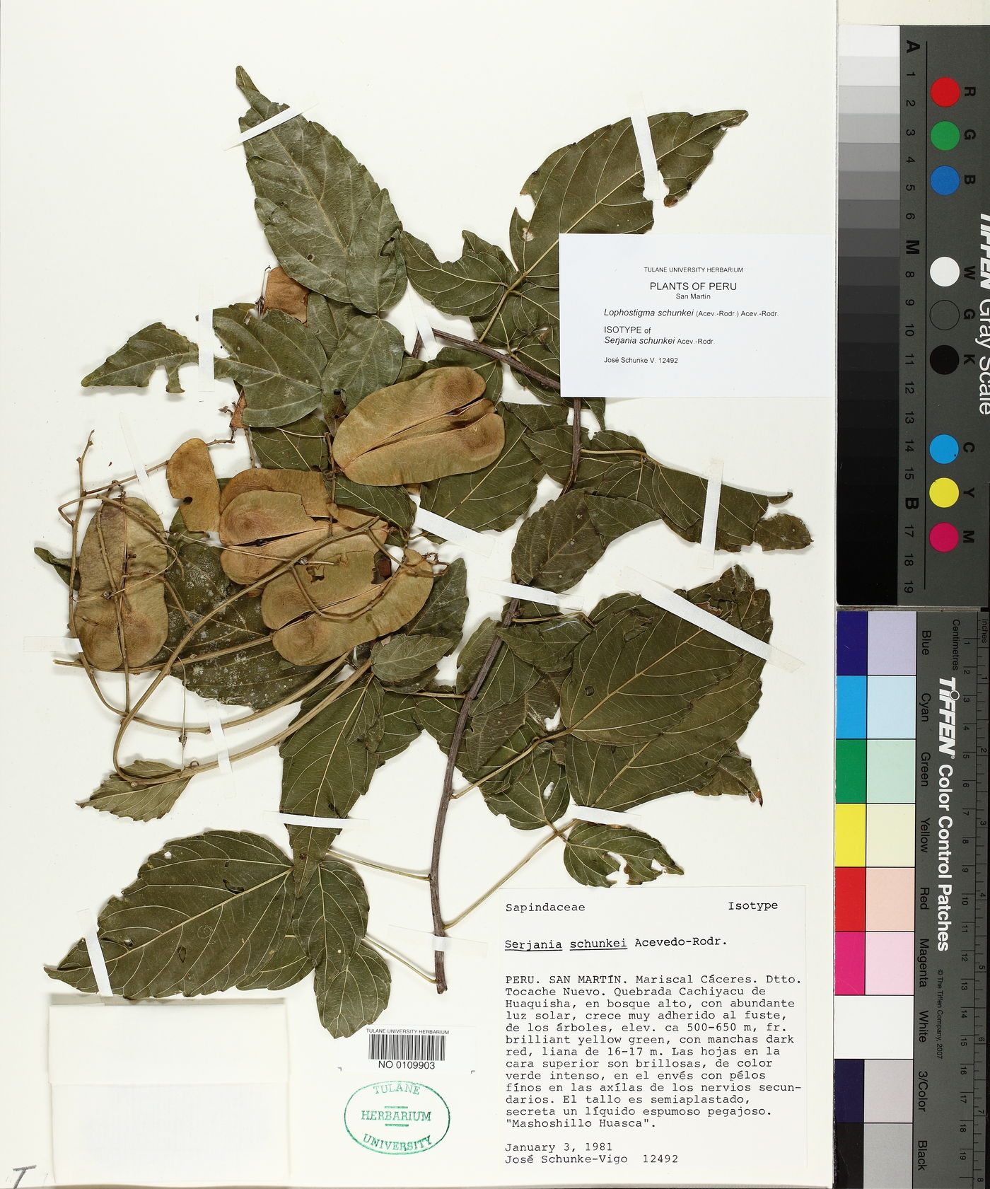Lophostigma image