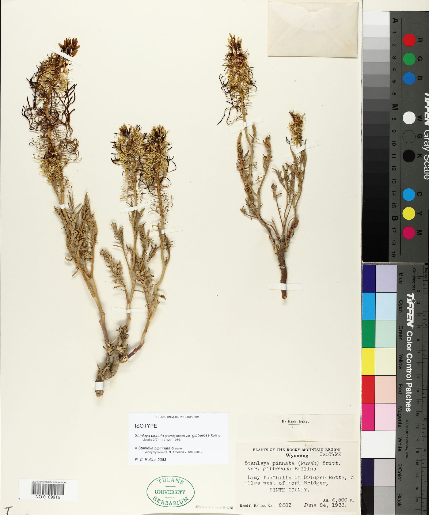 Stanleya pinnata var. gibberosa image