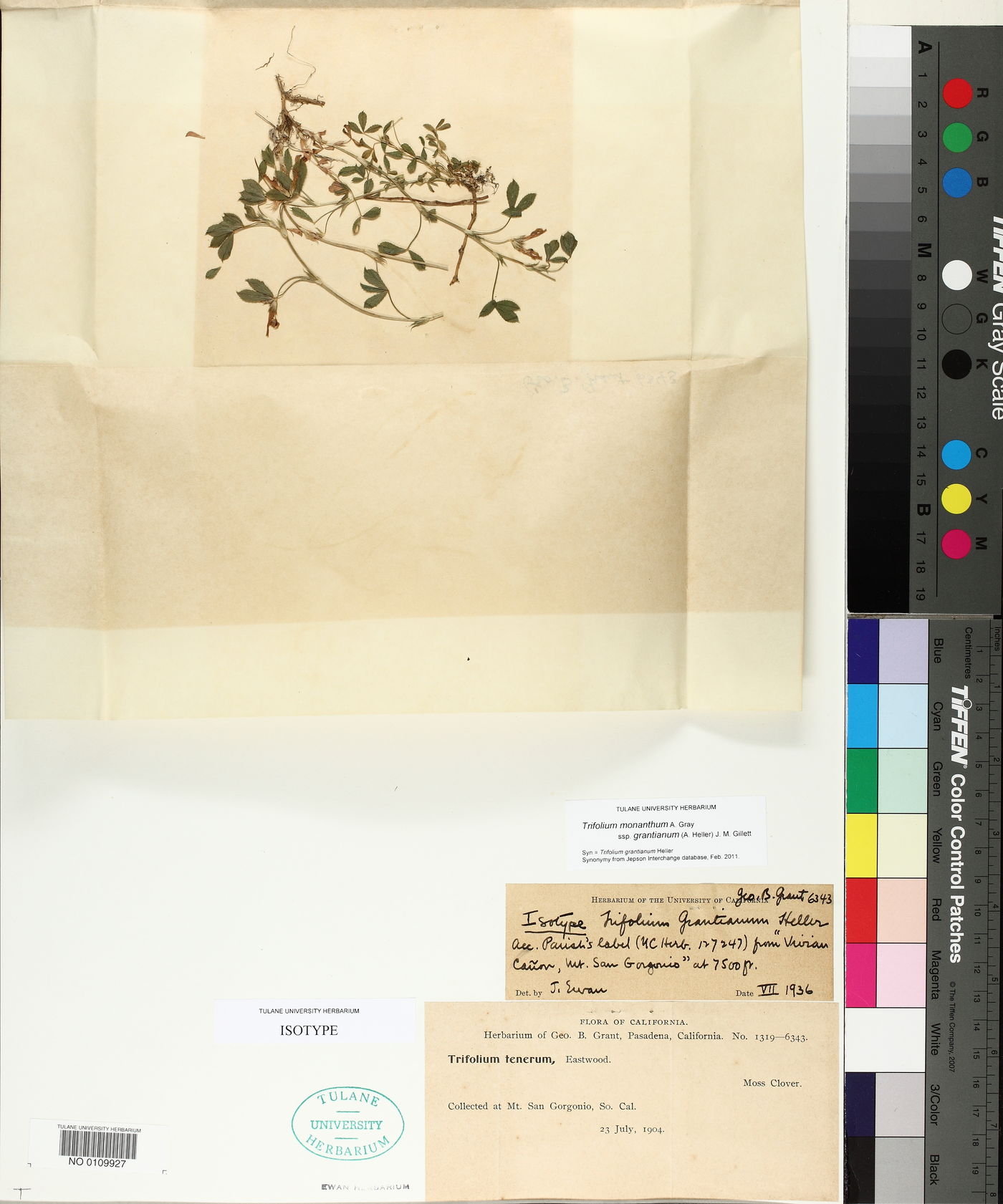 Trifolium grantianum image