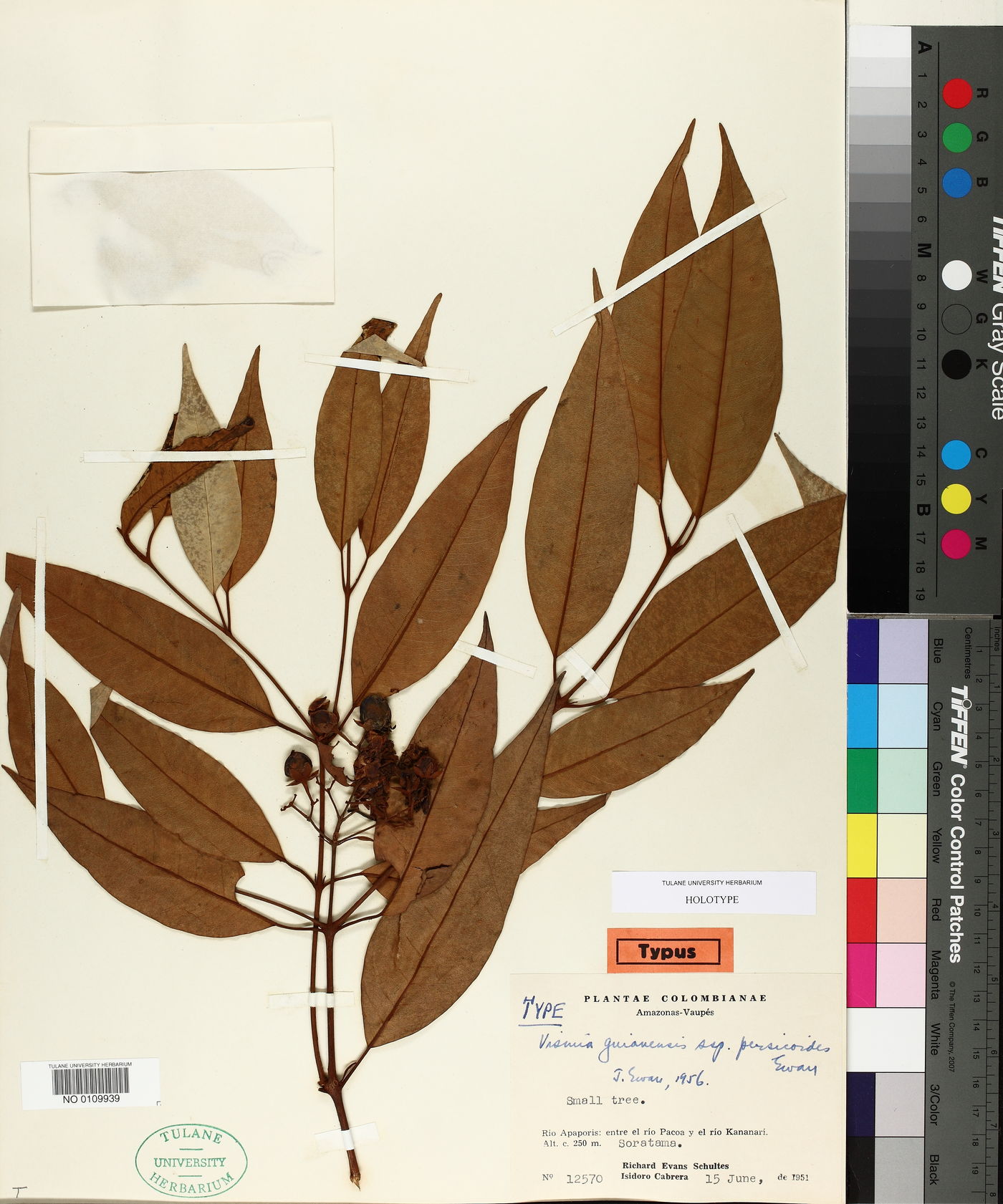 Vismia laxiflora image