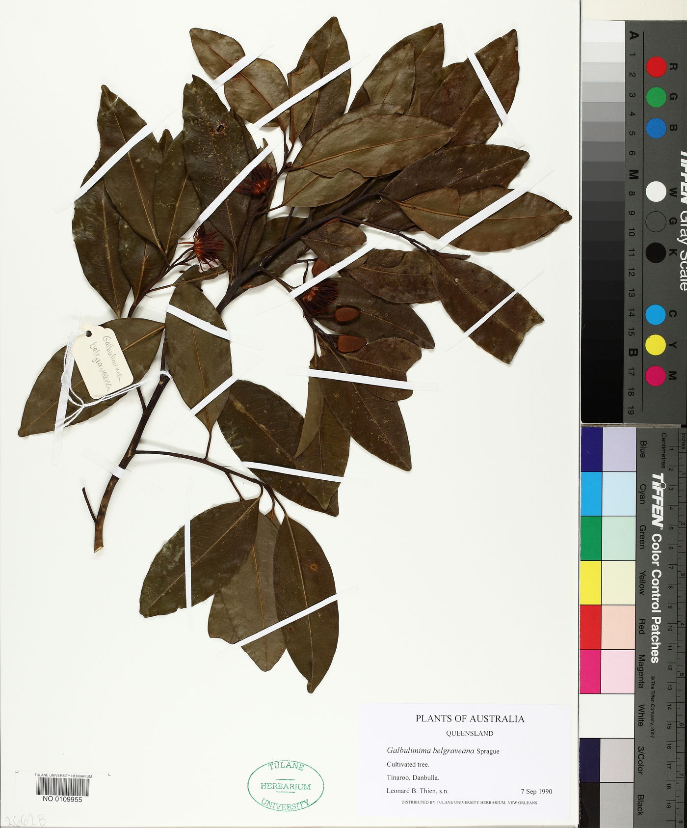 Galbulimima belgraveana image