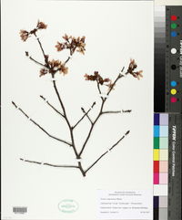 Prunus campanulata image