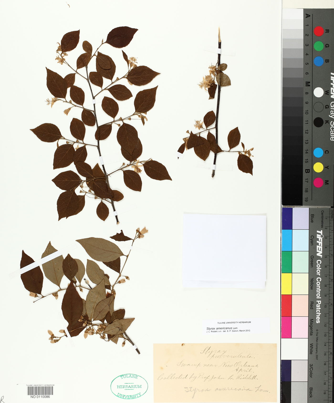 Styrax americanus image