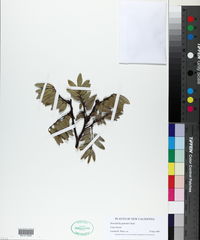 Media resource of Storckiella pancheri