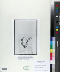 Crotalaria rotundifolia image
