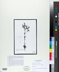 Indigofera suffruticosa image