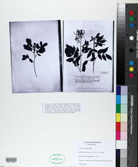 Cassia villosa image