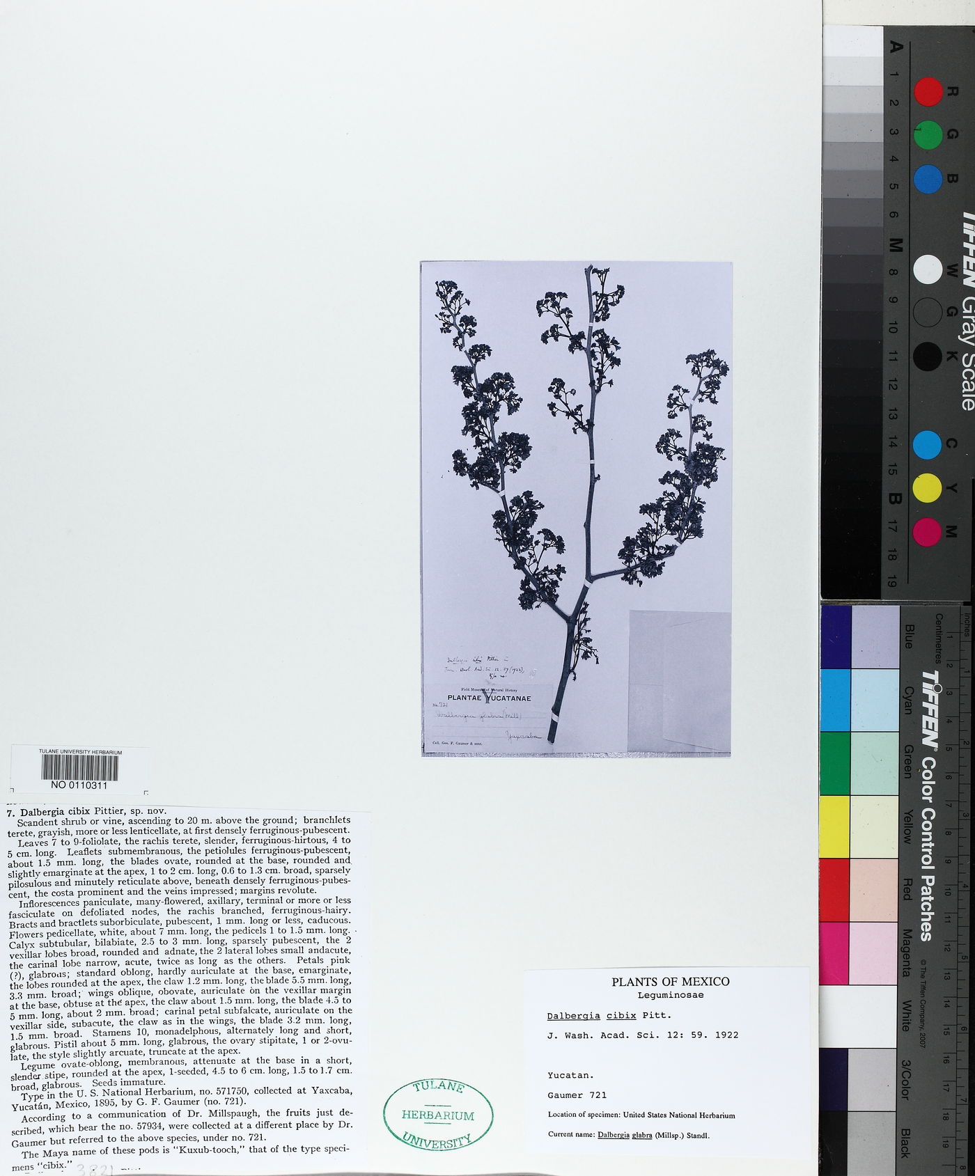 Dalbergia glabra image