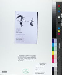 Tillandsia paucifolia image