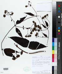 Mikania parviflora image