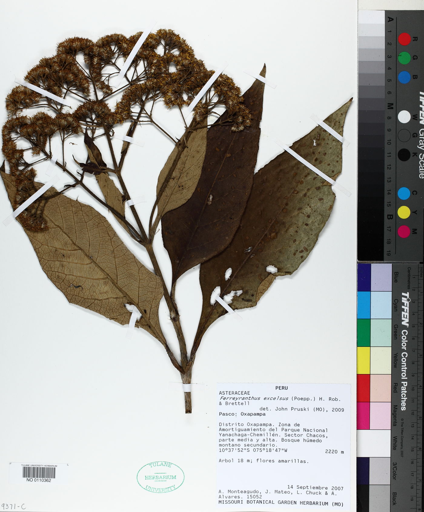 Ferreyranthus image