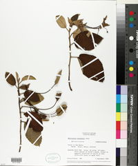 Helicteres baruensis image