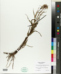 Asclepias woodsoniana image