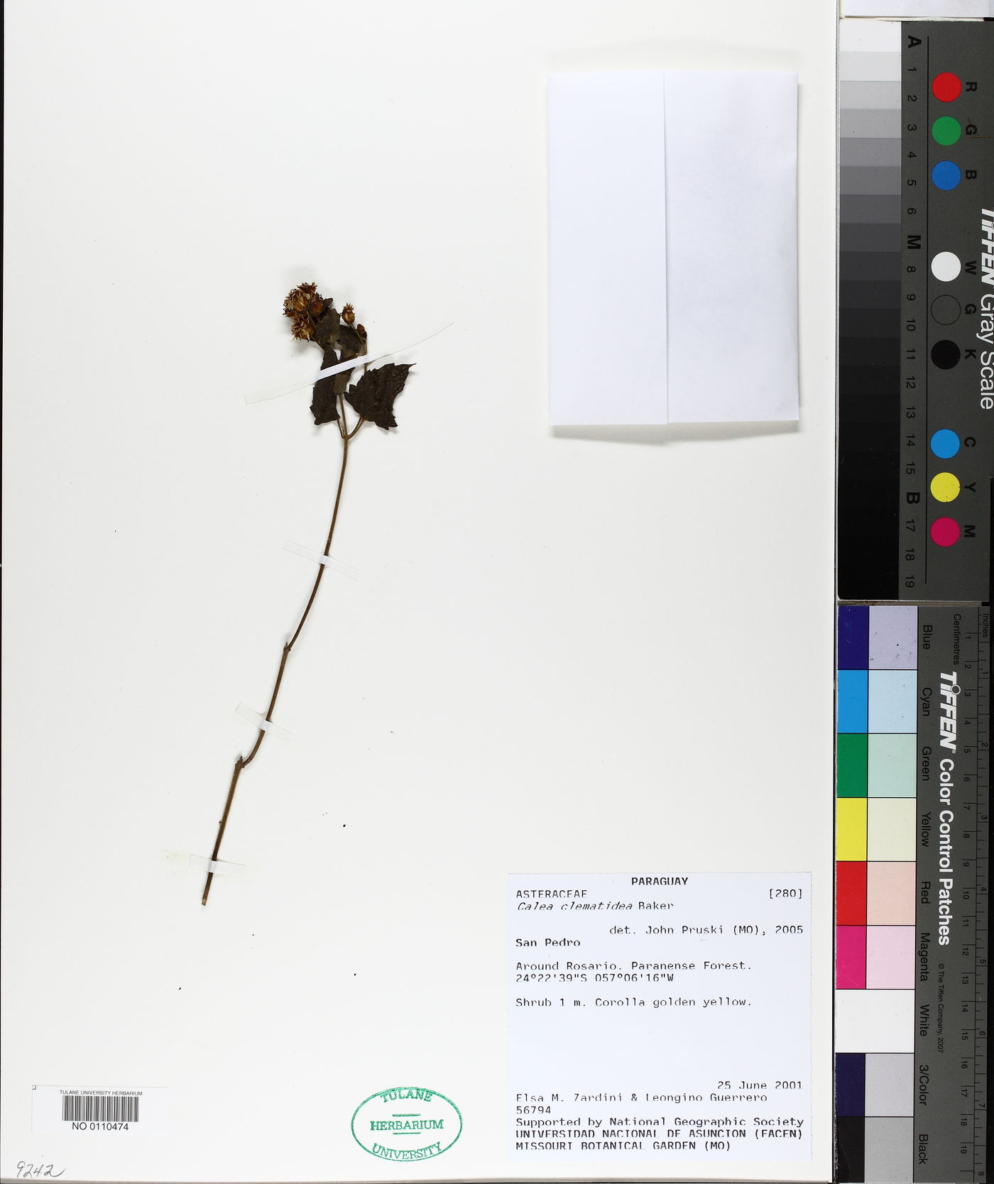 Calea clematidea image