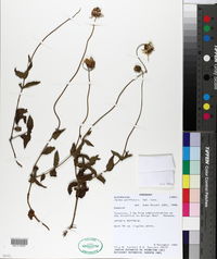 Calea uniflora image