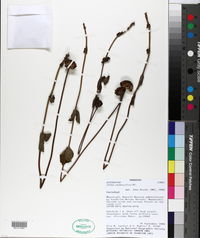 Calea uniflora image
