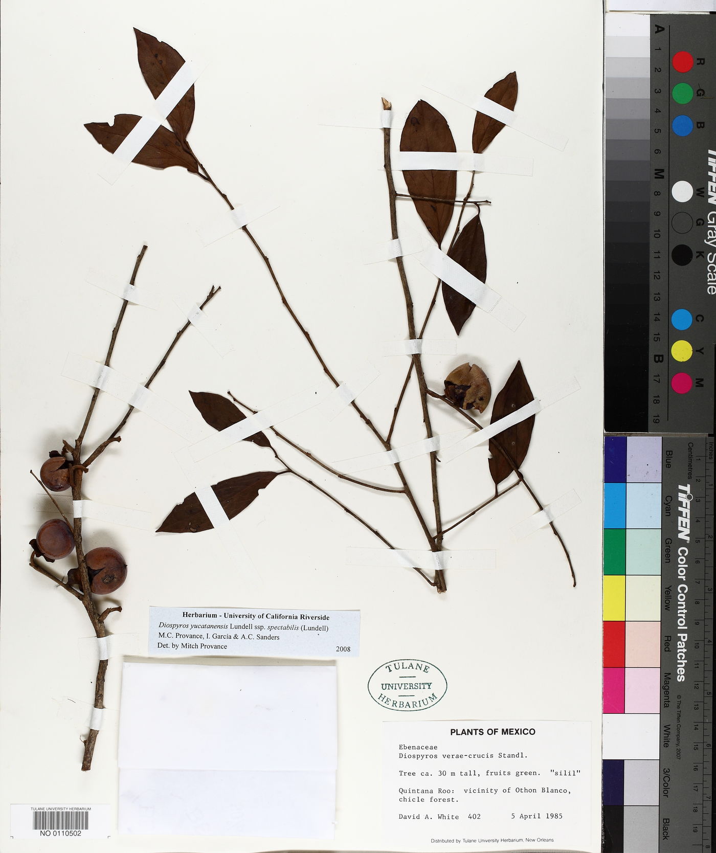 Diospyros yucatanensis subsp. spectabilis image