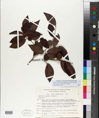 Diospyros yucatanensis image
