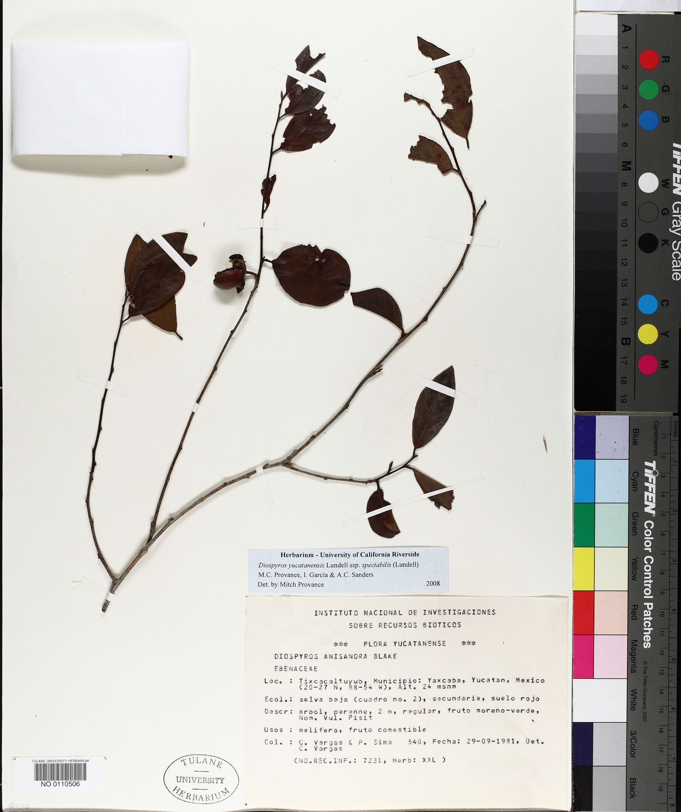Diospyros yucatanensis subsp. spectabilis image
