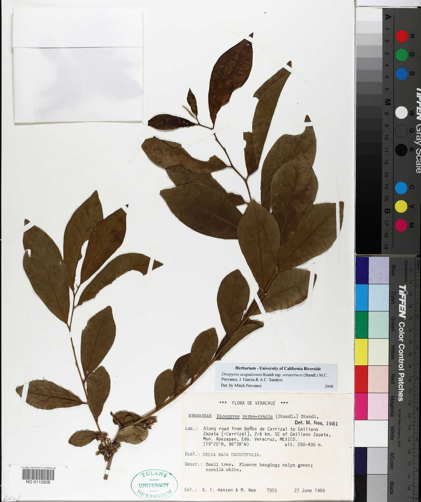 Diospyros acapulcensis subsp. veraecrucis image