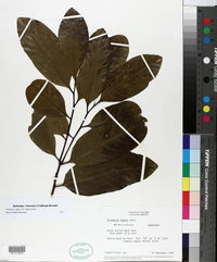 Diospyros nigra image