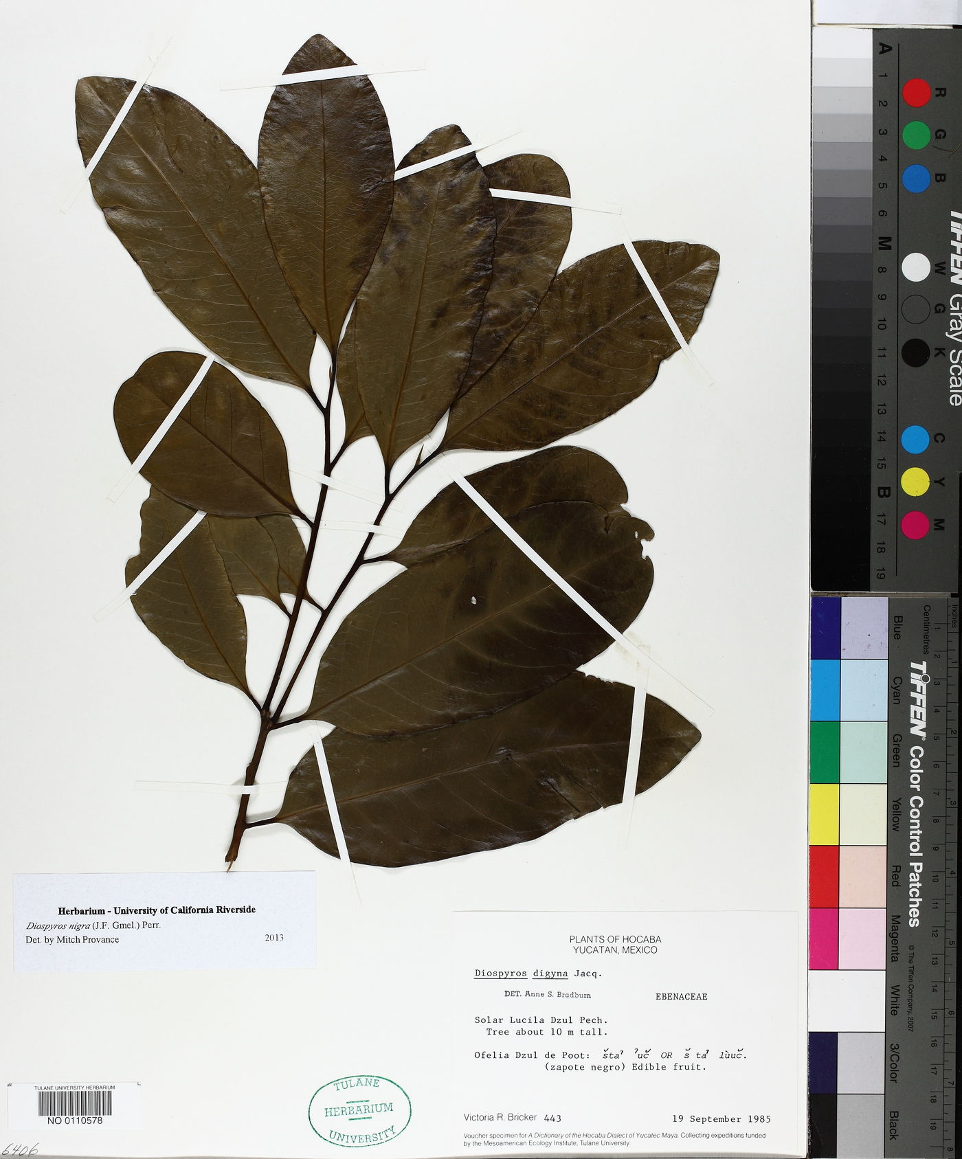 Diospyros nigra image